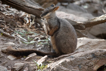 this is a side view of a brush tailed wallaby
