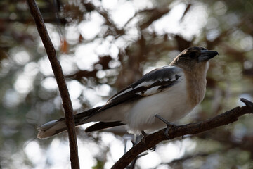 this is a young pied butcher bird