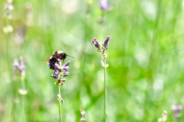 A close-up of a bumblebee gathering nectar from a purple lavender flower against a green background.
