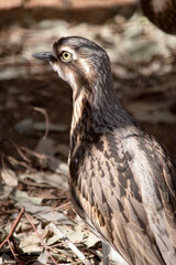 The bush stone curlew is hiding in the shadows
