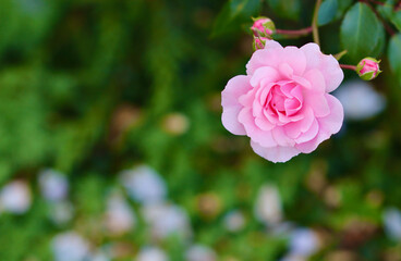 A soft pink rose in full bloom, with a beautiful blurred green background