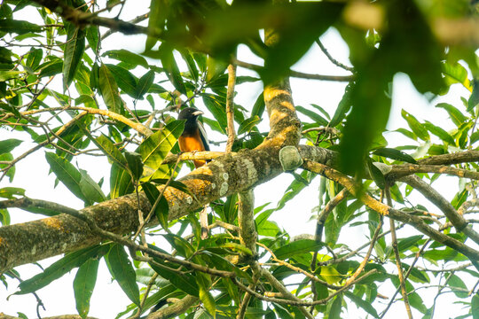 Rufous Treepie or Dendrocitta vagabunda, a crow family bird