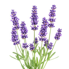 Naklejka premium Beautiful lavender blooms showcase a spectrum of purple and green hues in detail.