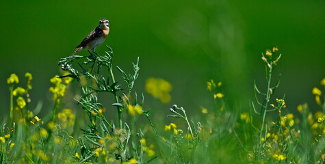 Braunkehlchen in einem Raps-Feld // male Whinchat (Saxicola rubetra)