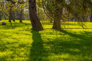 Shadows on the grass from large trees on a summer day in the park.