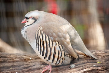 this is a side view of a chukar