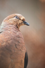 this is a close up of a cuckoo dove
