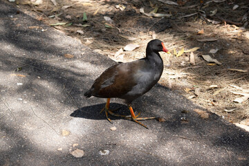 his is a side view of a dusky moorhen