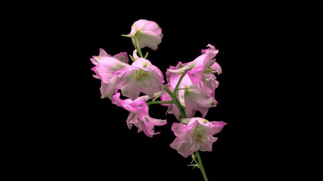 Time lapse of blooming pink delphinium flower isolated on black background. 4K Time lapse of growing blossom delphinium, opening up. Love, wedding, anniversary, spring, valentines day