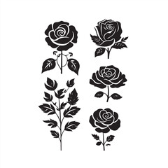 black and white rose