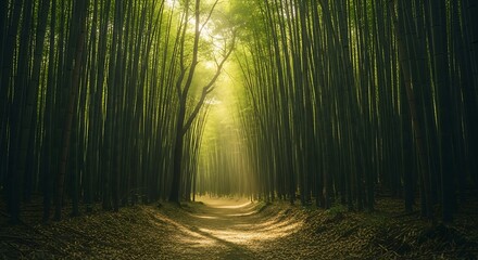 Fototapeta premium Bamboo Forest Path.