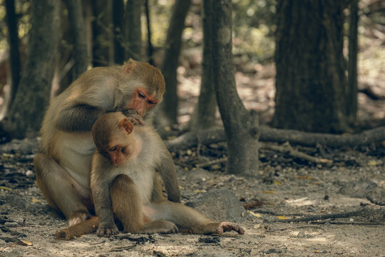 Behavior of macaques in the natural environment