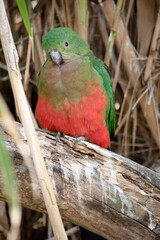 the female king parrot is perched on a branch