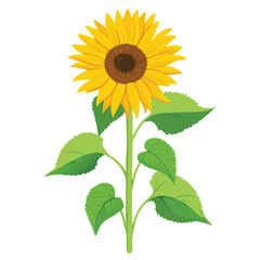 Obraz premium Yellow sunflower with green leaves and brown center petals