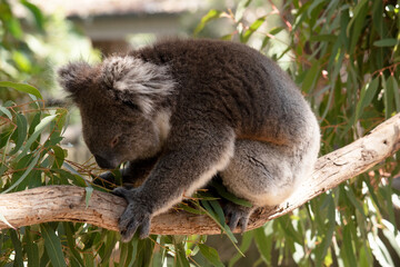 the koala ia eating gum leaves