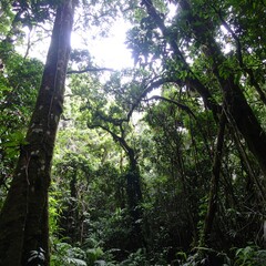 Fototapeta premium Lush Tropical Rainforest Canopy Sunlight Filtering Through Trees.