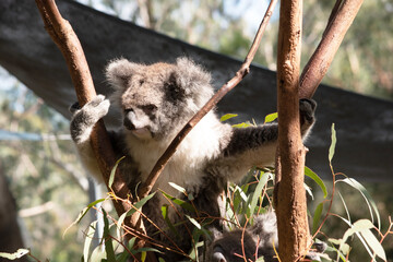 the koala is climbing up the tree