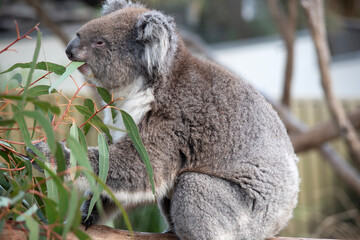the koala ia eating eucalyptus  leaves