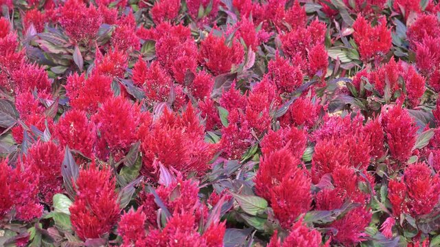The Cockscomb flowers (Celosia cristata).