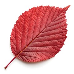 Red Alder Leaf Classic Woodland Charm with Smooth Rustic Texture and Subtle Organic Freshness on White Background Highlighting Natural Vitality and Minimalist Botanical Still Life