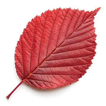Red Alder Leaf Classic Woodland Charm with Smooth Rustic Texture and Subtle Organic Freshness on White Background Highlighting Natural Vitality and Minimalist Botanical Still Life