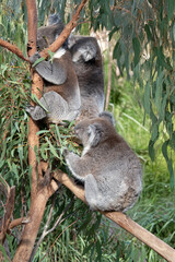 three koalas sharing a tree