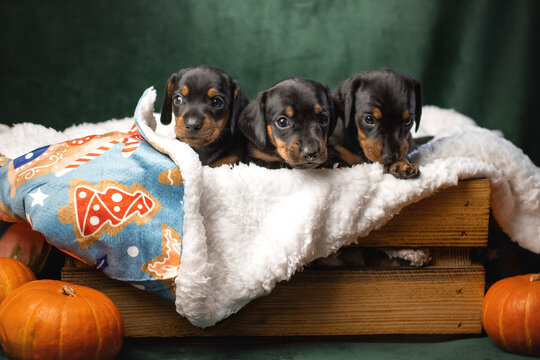 Minaature dachshund puppies