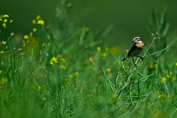 male Whinchat // Braunkehlchen - Männchen (Saxicola rubetra)