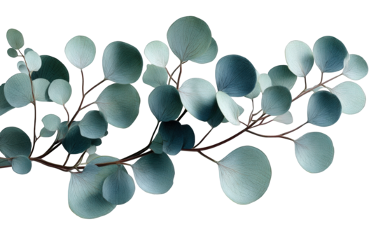 Delicate eucalyptus leaves arranged on a dark background