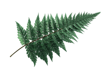 Detailed fern leaf against a black background