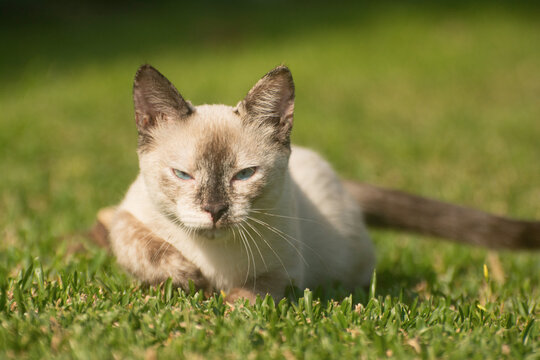 gato siames cruza
