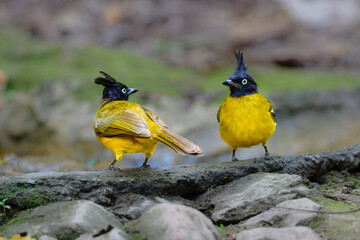 タイの熱帯雨林で見られる黄色と黒の美しい野鳥、エボシヒヨドリ