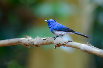 Obraz premium タイなど東南アジアの熱帯雨林で見られる青い美しい野鳥、クロエリヒタキ
