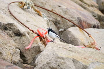 Obraz premium 岩場に立つセグロセキレイと赤い漂着物が映える海辺の風景