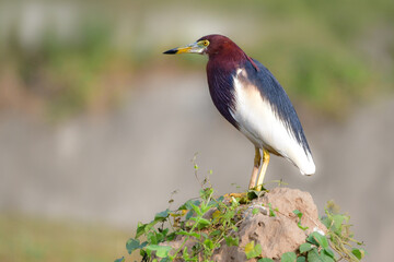沖縄や、タイなど、東南アジアの水田や湿地で見られる赤と白い羽が美しい鳥アカガシラサギ