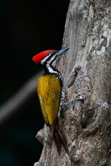 東南アジアの熱帯雨林で見られる美しい黄色と赤と黒のキツツキ、ズアカミユビゲラ