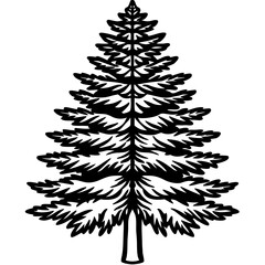 Dawn Redwood line art vector