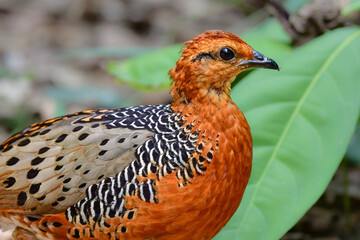 東南アジアの熱帯雨林で見られるオレンジの美しいウズラの仲間の鳥、アカチャシャコ