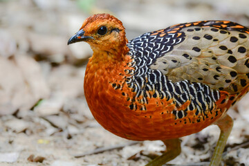 東南アジアの熱帯雨林で見られるオレンジの美しいウズラの仲間の鳥、アカチャシャコ