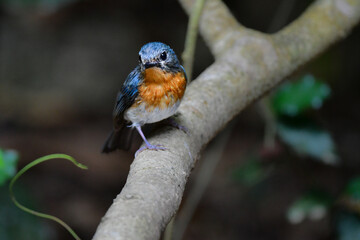 東南アジアの熱帯雨林で見られる美しい青とオレンジの小鳥、インドシナヒメアオヒタキ