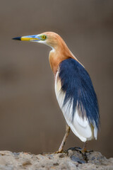 タイなど、東南アジアの水田や湿地で見られる赤く美しい極彩色の水辺の鳥ジャワアカガシラサギ