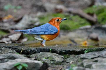 東南アジアの熱帯雨林で見られるオレンジの美しい野鳥、オレンジジツグミ