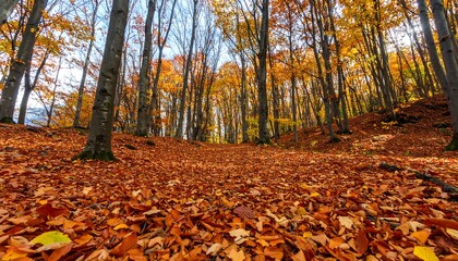 Autumn forest path covered in fallen leaves