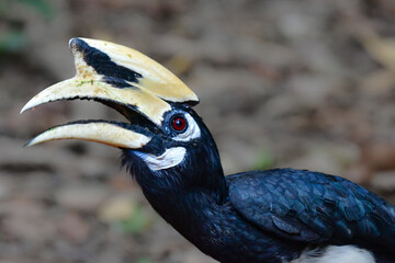 タイなど、東南アジアの熱帯雨林で見られる大きな森林性の鳥、カササギサイチョウ