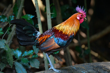 東南アジアの熱帯雨林で見られる美しいニワトリのような野鳥、セキショクヤケイ