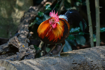 東南アジアの熱帯雨林で見られる美しいニワトリのような野鳥、セキショクヤケイ