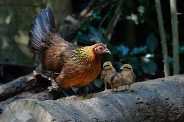 東南アジアの熱帯雨林で見られる美しいニワトリのような野鳥、セキショクヤケイ