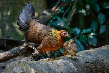 東南アジアの熱帯雨林で見られる美しいニワトリのような野鳥、セキショクヤケイ