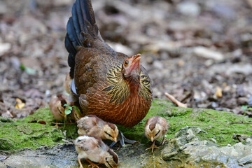 東南アジアの熱帯雨林で見られる美しいニワトリのような野鳥、セキショクヤケイ