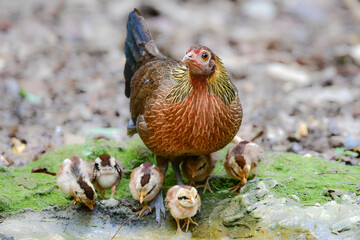 東南アジアの熱帯雨林で見られる美しいニワトリのような野鳥、セキショクヤケイ